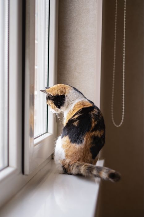 Луна в поисках дома! Ташкент!