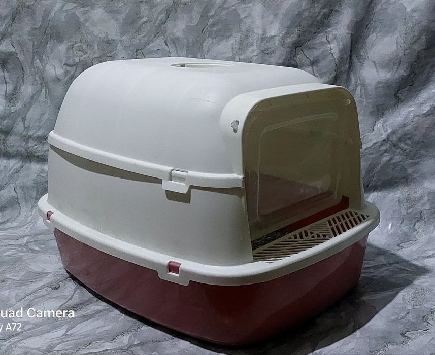 Britanskiy (okras zolotoy shinshilla) ny11