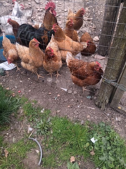 Găini ouatoare de anul trecut