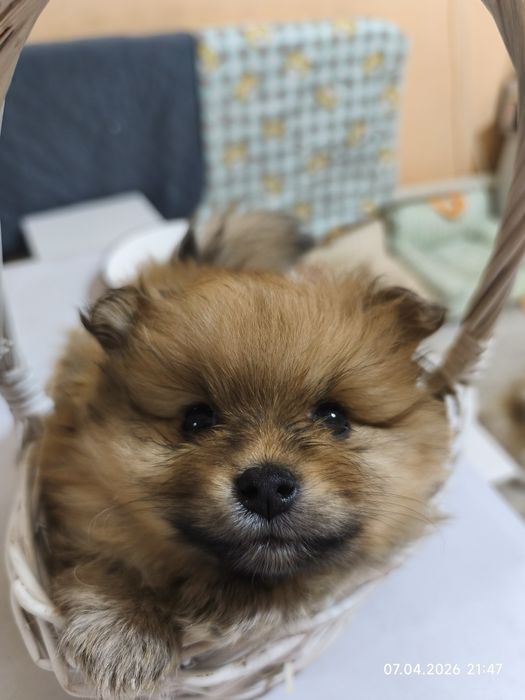 Продам щенков малого шпица