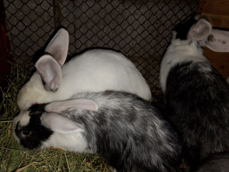 Продажа кроликов