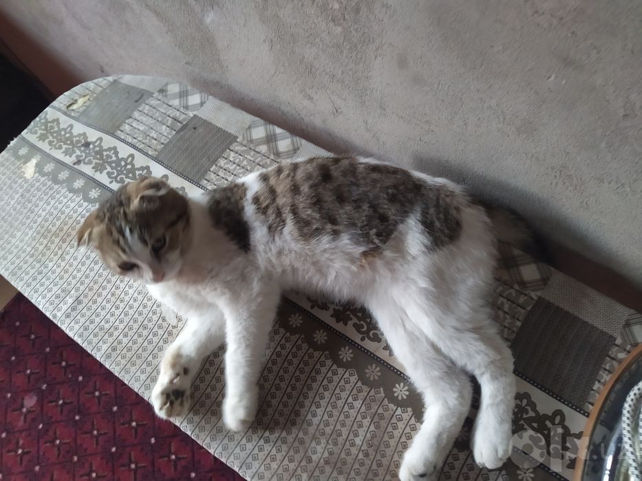 Scottish Fold mushuk