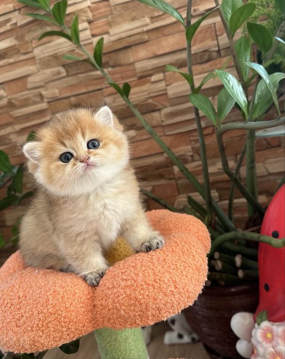 Златни британски чинчили