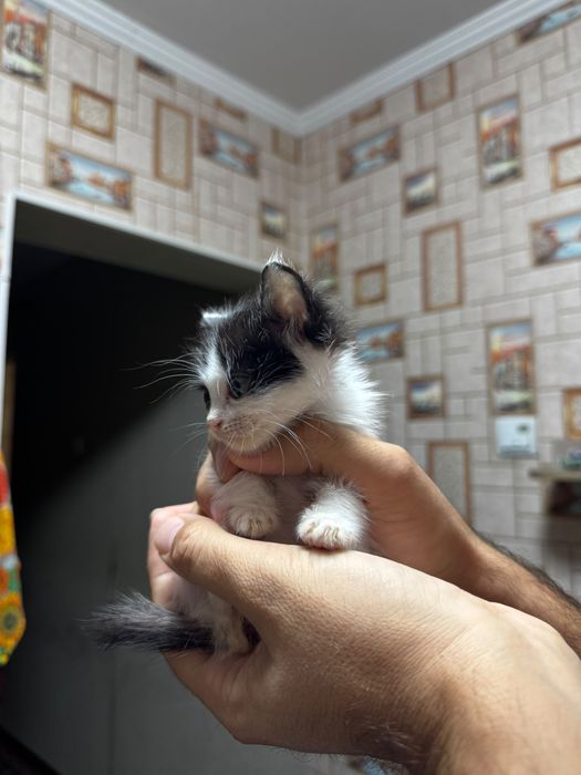Отдам котят в хорошие руки