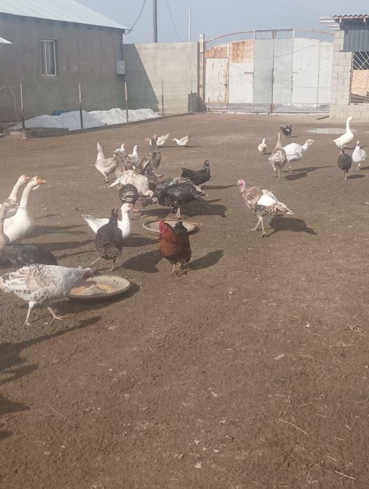 Индюки,индюшки .