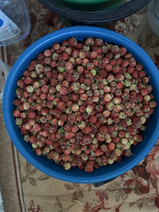 Продам дикую лесную клубнику
