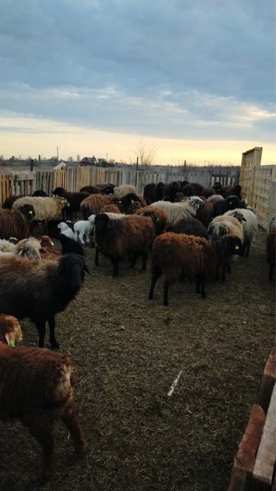 65 голов бараны ягнята