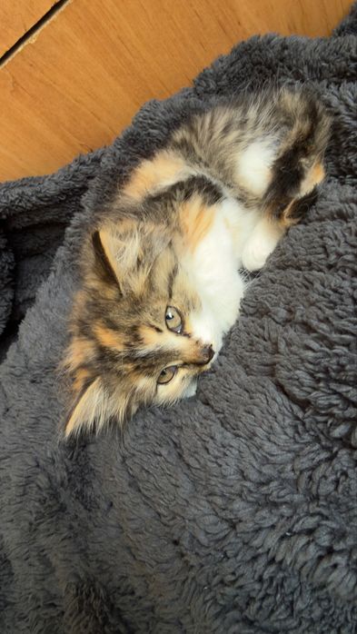 котенок бесплатно