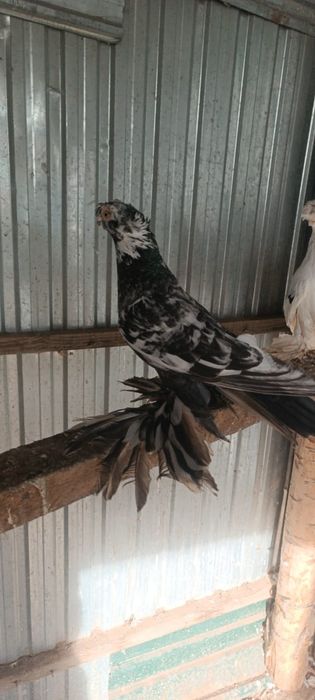 Продам голубей...