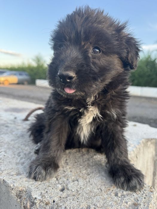 Щенки дворняшки бесплатно