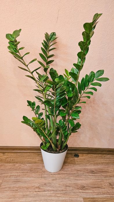 Продам домашнее растение Замиокулькас для дома и офиса