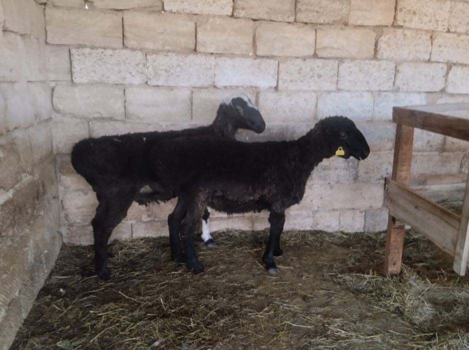 Бағынды бордақы қойлар сатылады