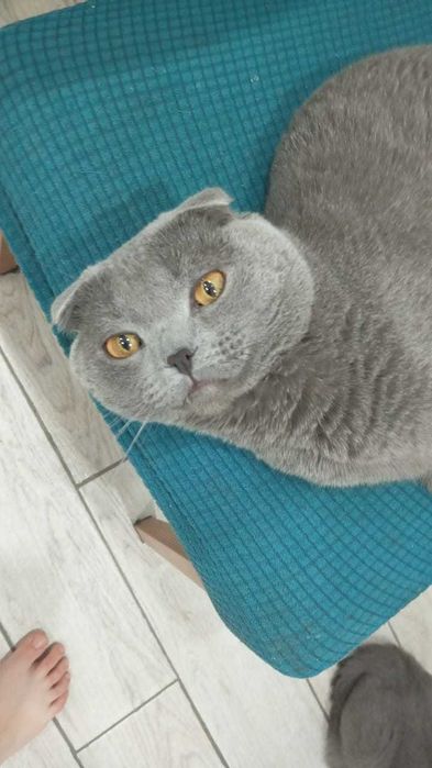 Котята шотланцы вислоухие