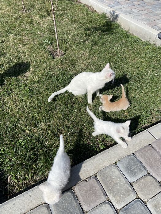 Белоснежные Котёноки девочки