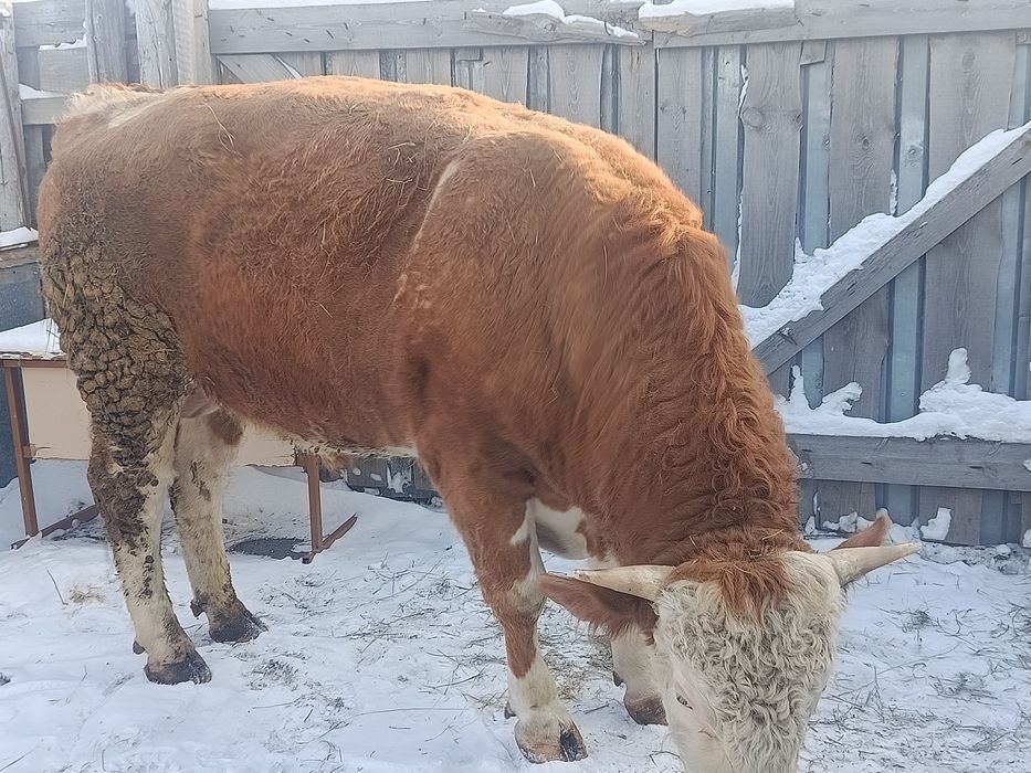 Продам племенного быка симментала.