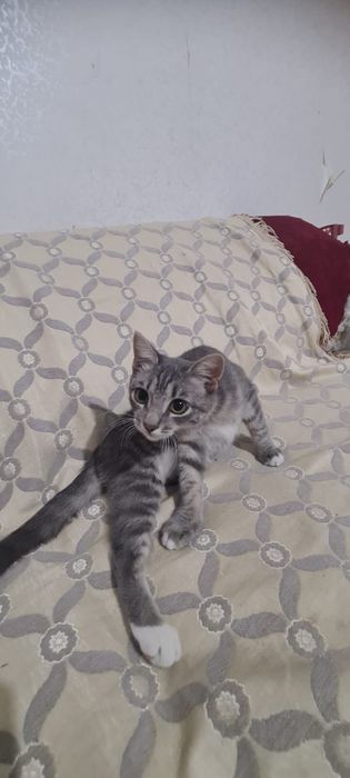 Отдам котенка в добрый руки