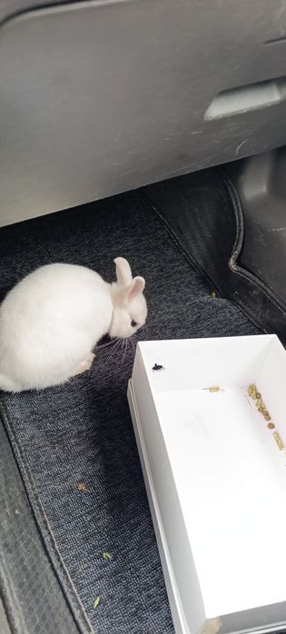 Karlik Germelin sotiladi !!