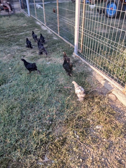 Pui și găini de vânzare!!