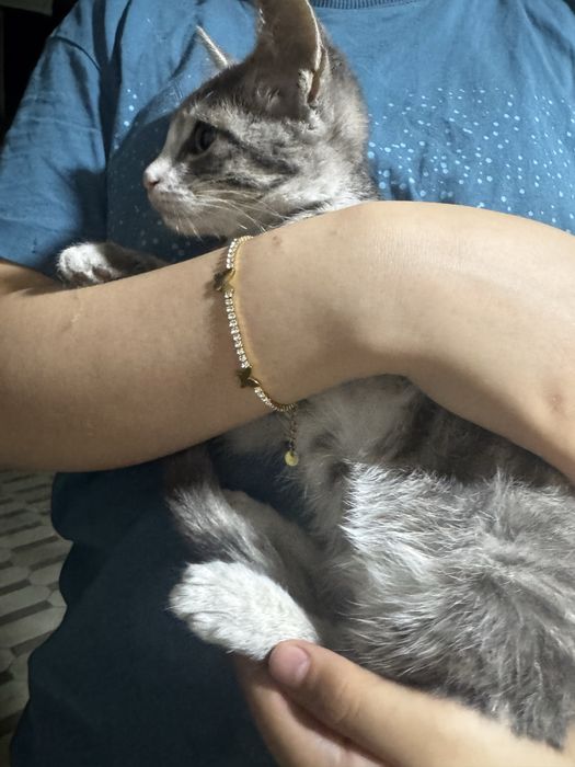 Отдам даром кошка