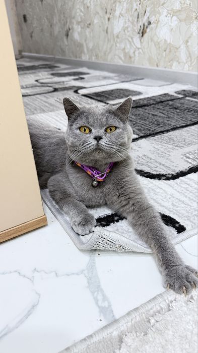 Срочно сотилади 10 ойли береминий