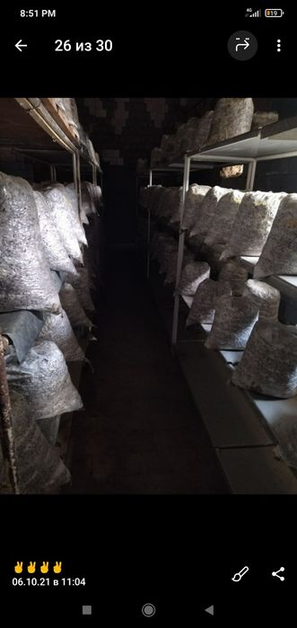 Семена Грибов Вешинки Уруг Замбуриг КА 17.