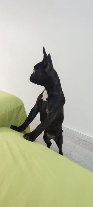 Французкий бульдог довочка