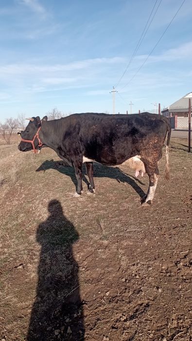 Продается корова без теленка