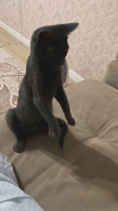 Бесплатно отдам кота