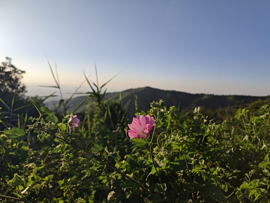 Redmi note 15 pro+