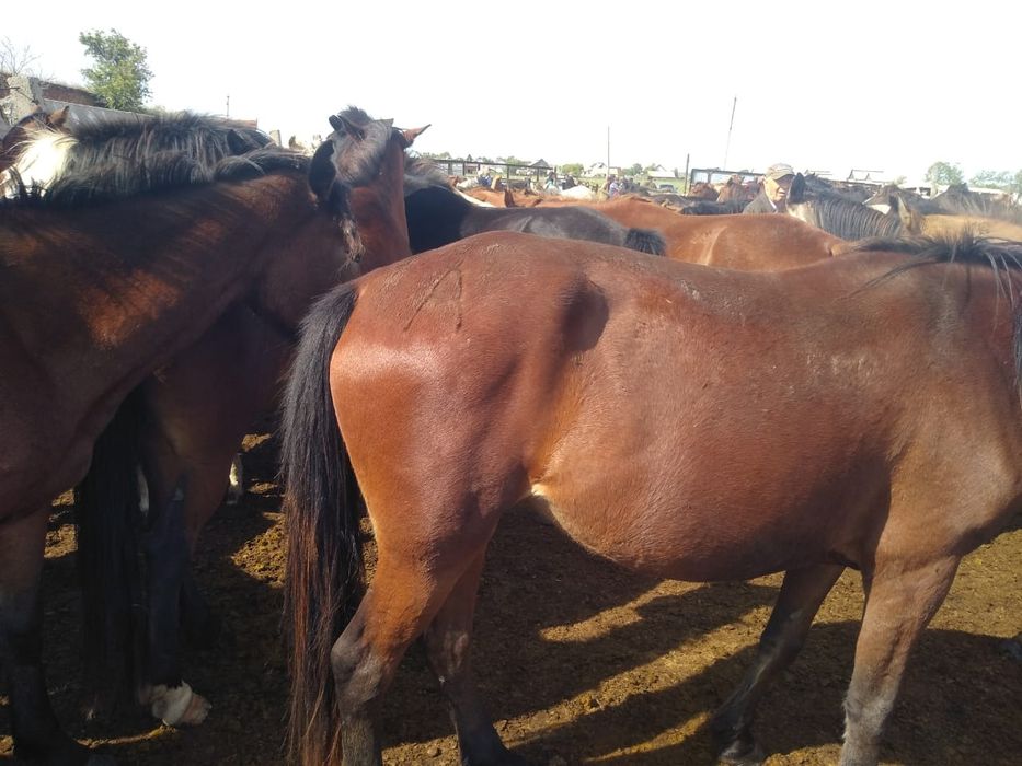 Продам бие (кабылу)