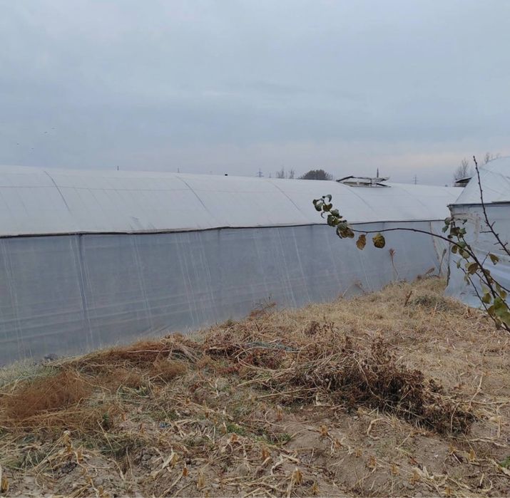 Готовый агробизнес: тепличная ферма в Назарбеке