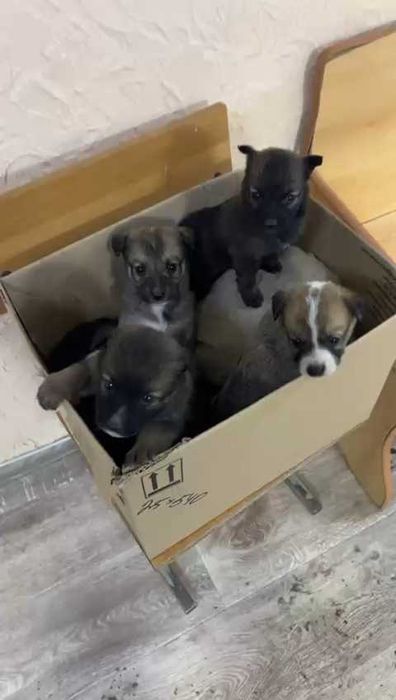 Подкинули щенков! Нужен дом!
