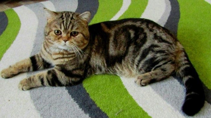 Шотландская висл