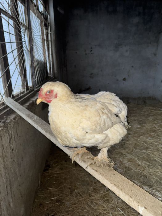 Brama tovuqlari va xo'roz sotiladi