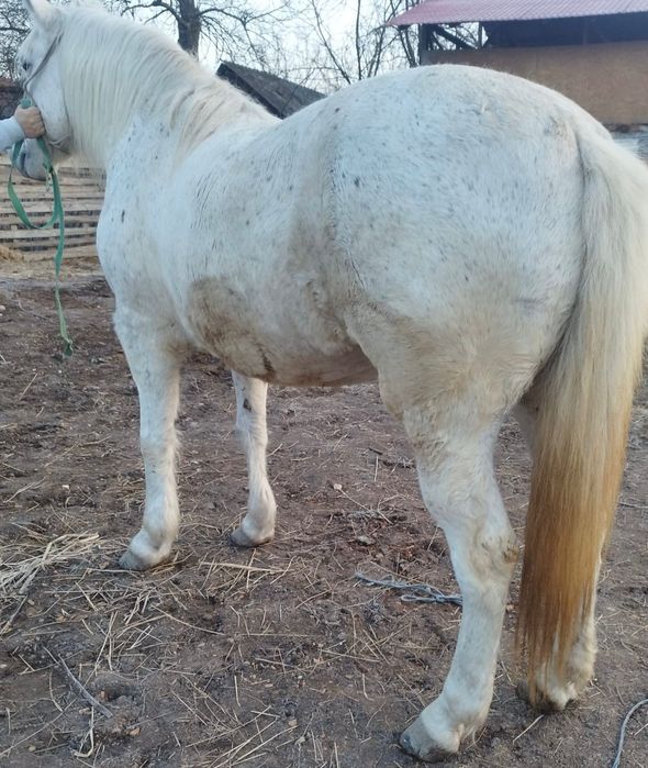 Vând iapă cu pașaport