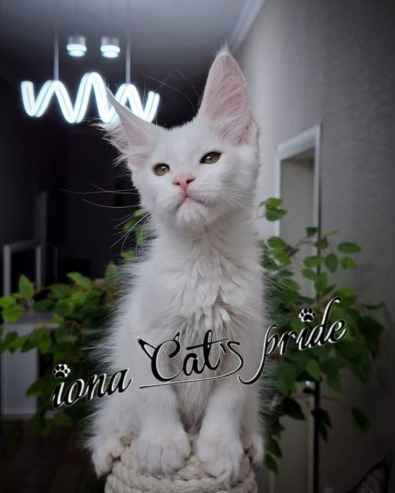 Котята мейн-куны продаются