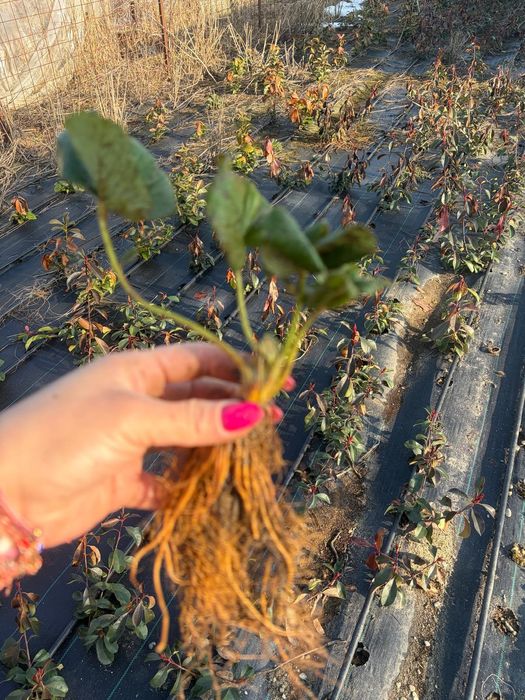 Capsuni remontate Albion Transport Gratuit  Bucuresti  ilfov