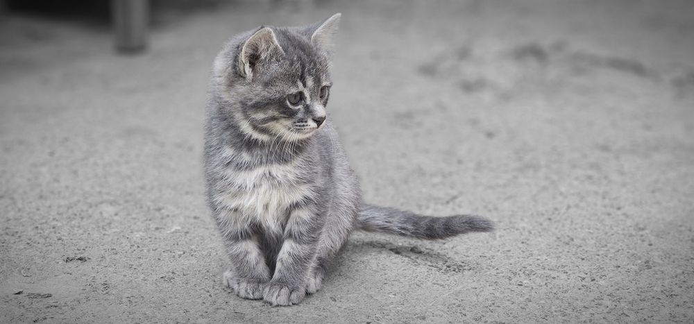 Котята в хорошие, добрые руки