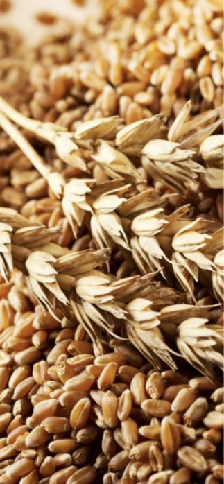 vand grau calitate foarte buna