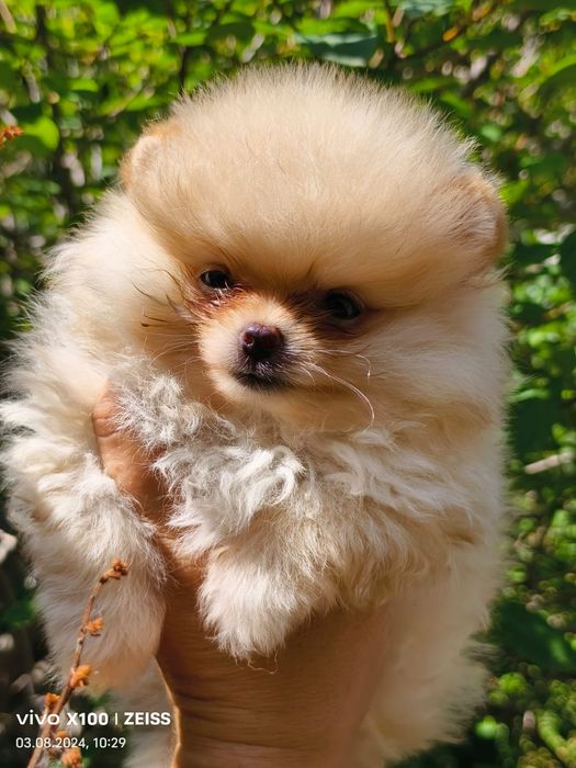 Продам очаровательных щенков шпица.