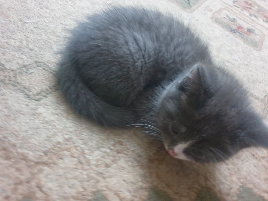 Котята ищут семью.