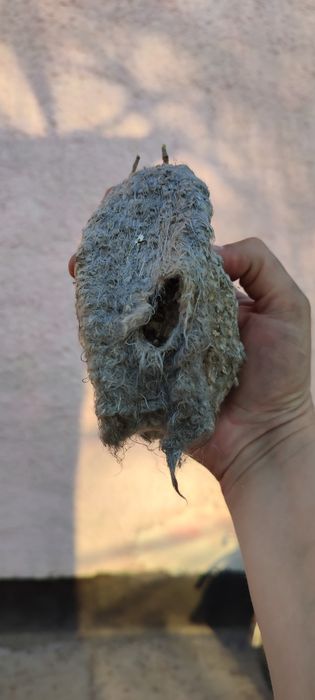 Продам гнездо Ремеза