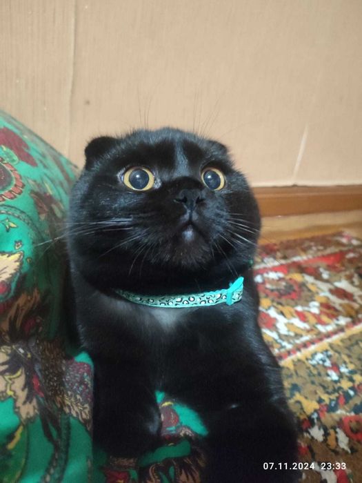 Скотыш фолд эркак мушук 1 ёш