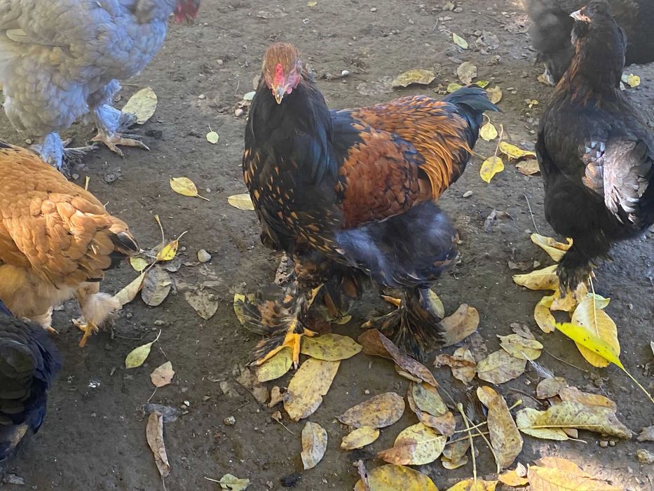 Vand cocosi brahma si de curte metisati