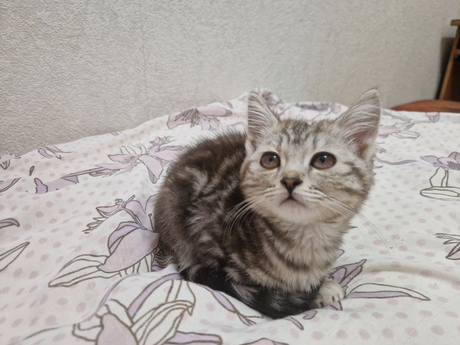 Отдам котят британцев