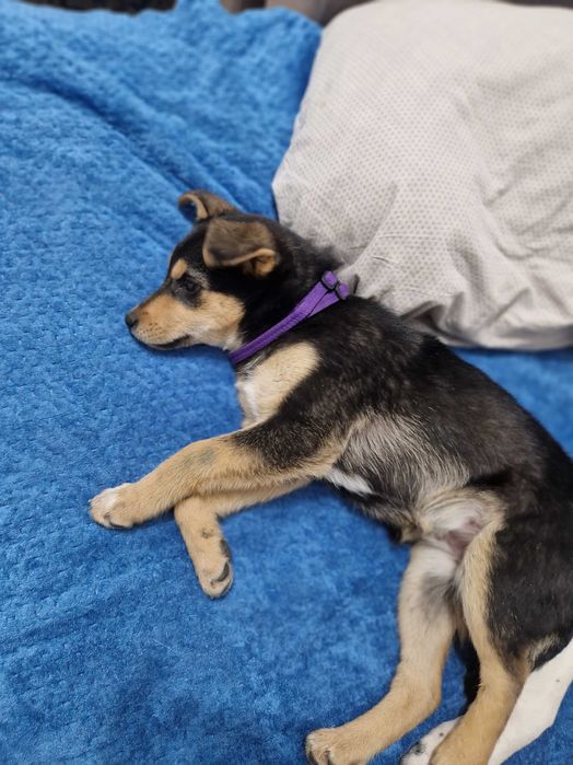 Собачка ищет дом