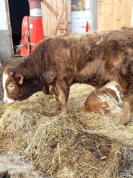 Taurasi 7luni frumos gras bun și de ținut 300 km