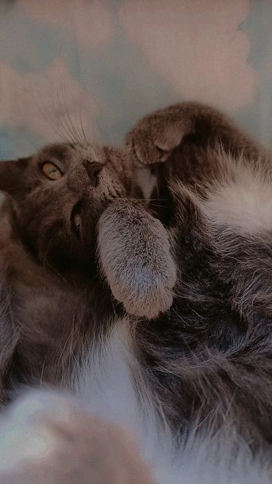 Отдам котика в добрые руки