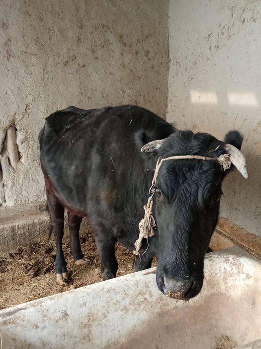 Sigir sotiladi qisir