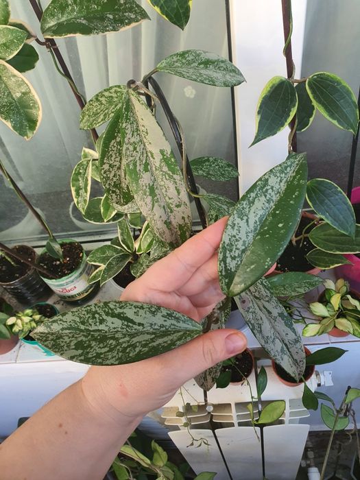 Pubicalyx silver splash butas 2 frunze, de inradacinat.